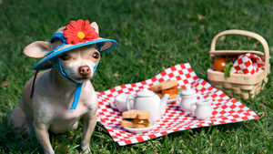 Paws, Picnics, & Perfection: The Ultimate Guide to Dog-Friendly Outings with Lazy Dog Loungers