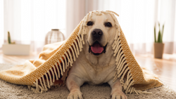 Cool Down, Warm Up: Year-Round Uses for Lazy Dog Loungers