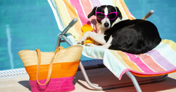 The Psychology of Belonging: Why Dogs Need Their Own Space in the Water