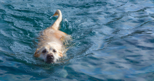 Not All Dogs Are Natural Swimmers: Why Floating Beats Paddling for Pup Safety