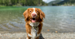 From Pool Parties to Lake Days: The Ultimate Dog-Friendly Summer Checklist