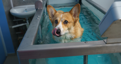 Hydrotherapy at Home: How Floating Helps Senior Dogs and Dogs with Joint Issues