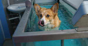 Hydrotherapy at Home: How Floating Helps Senior Dogs and Dogs with Joint Issues