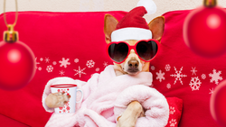 Paws and Presents: Creating a Holiday Wishlist for Your Water-Loving Dog