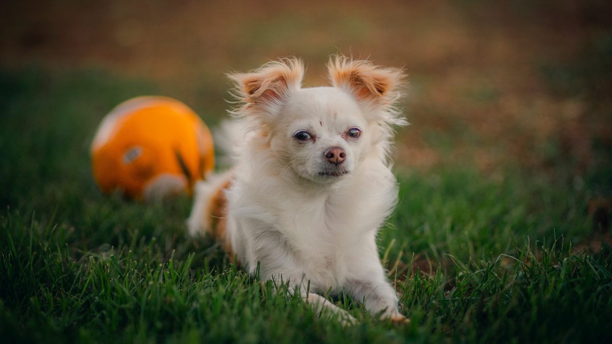 Adventure Dogs: How to Take Your Pup from Couch Potato to Outdoor Expl ...