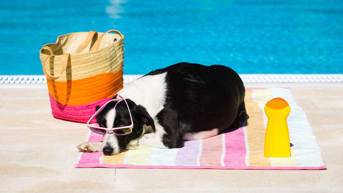 Beat the Heat: Top Poolside Essentials for Your Pup (with Lazy Dog Lou ...