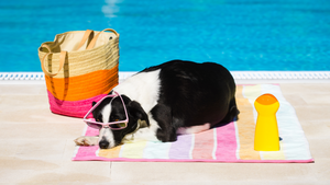 Beat the Heat: Top Poolside Essentials for Your Pup (with Lazy Dog Loungers as the Star!)