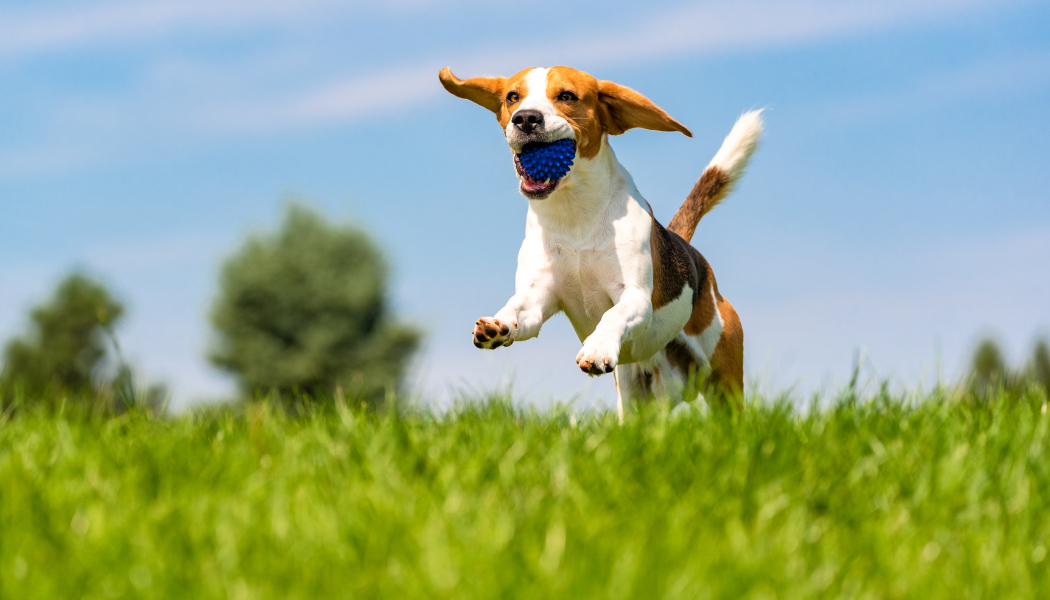 Dog Days of Spring: The Best Outdoor Activities for Water-Loving Pups ...