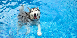 From Backyard to Lake Days: The Evolution of Pet-Friendly Summer Gear