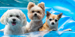 Floating Therapy: How Relaxation Benefits Dogs (and Why Lounging Helps)