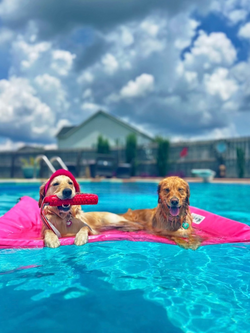 The Benefits of Swimming for Dogs