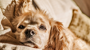 🧠 Do Dogs Get Bored of Summer Too? Here’s How to Keep Pool Days Exciting