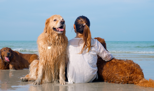 Unleash the Adventure: Summer Travel with Your Furry Best Friend!