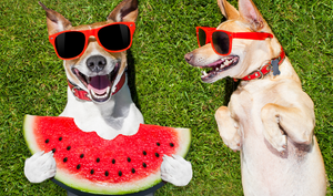 Summer Glow Up: Keeping Your Pup's Coat Pawsome All Season Long!