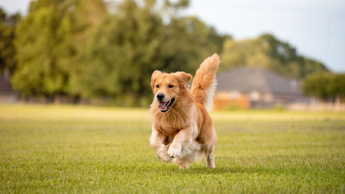 Spring Has Sprung — Is Your Dog Ready to Make a Splash This Season ...