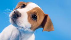 Puppy Pool Parties: How to Host the Perfect Dog-Friendly Summer Bash