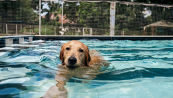 Canine Hydrotherapy at Home: Turning Your Pool into a Wellness Space for Dogs