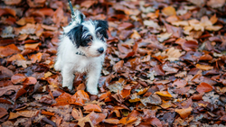 The Rise of Pet Travel Gear: Why Loungers Are Becoming Lake Trip Essentials