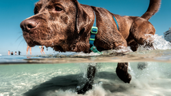 How to Train Your Dog to Love the Water (Even if They’re Nervous at First)