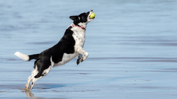 The Benefits of Water Play for Dogs: Exercise, Relaxation, and Bonding