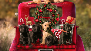 Fun Ways to Include Your Dog in Holiday Celebrations