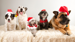 How to Keep Your Pup Happy and Healthy This Season