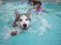 The Science of Canine Relaxation: How Floating Can Reduce Anxiety in Dogs