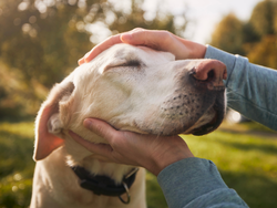 Senior Dogs and Water Therapy: How Floating Helps Aging Joints