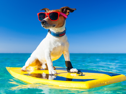 Training Your Dog for Water Adventures: From First Swim to Confident Paddler