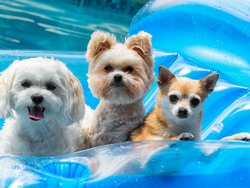 The Ultimate Guide to Water Safety for Dogs: Tips for Safe Swimming and Floating