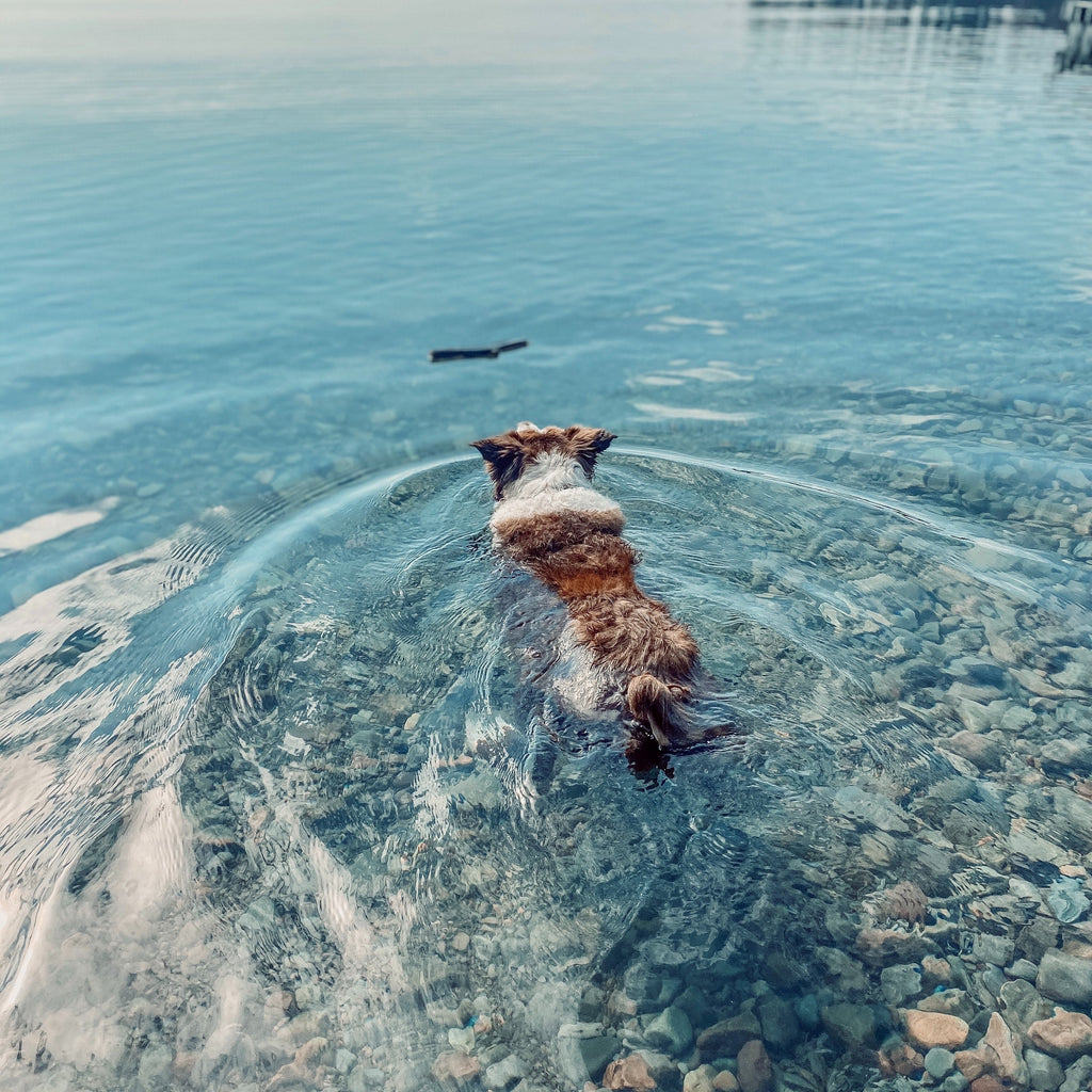 Tips For Teaching Your Dog To Swim