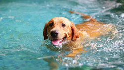 Teaching Your Dog to Love the Water: A Step-by-Step Guide