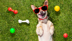 5 Fun-tastic Water Games for You and Your Pup with Lazy Dog Loungers®!