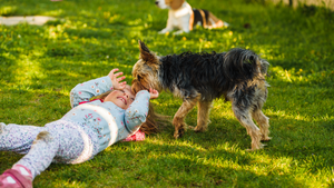 DIY Dog-Friendly Backyard Oasis: Incorporating the Lazy Dog Lounger