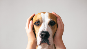 Calming Your Anxious Canine: Tips and Tricks for a Relaxed Pup