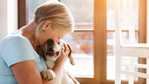 Lazy Dog Loungers: A Haven for Golden Years