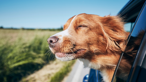 Hit the Road (or Trail!) with Your Pup: Must-Have Travel Essentials for Epic Adventures with Your Lazy Dog Lounger