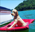 Lazy Dog Lounger Water Raft